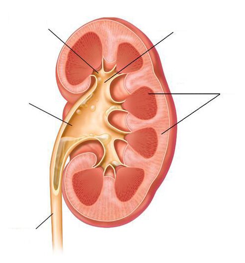 Akute Pyelonephritis als Komplikation einer Zystitis